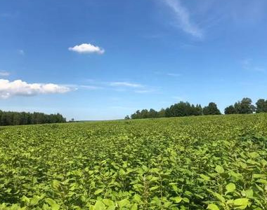 甘肃陇东紫苏油种植基地