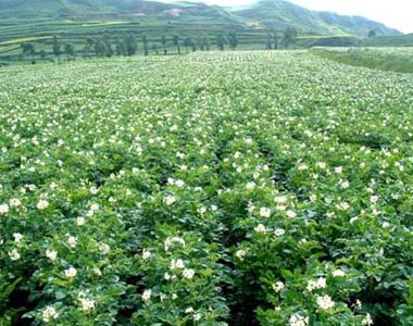 甘肃兰州百合种植基地