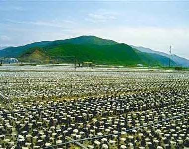 东北东宁黑木耳种植基地