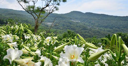 甘肃兰州百合种植基地