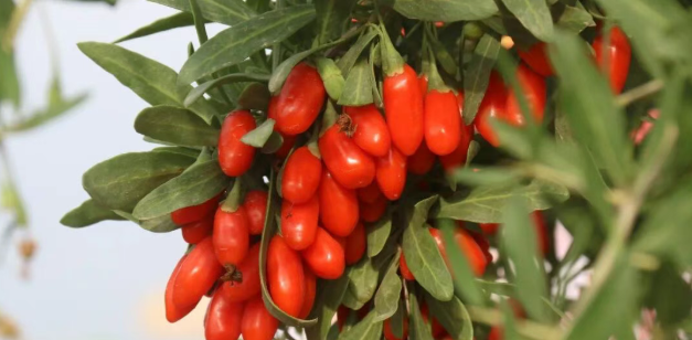 西安农副产品代加工