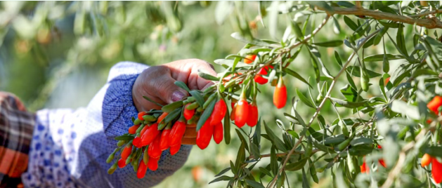 农副产品代加工